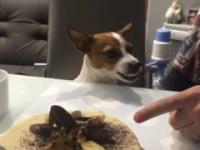 Pies pilnujący ciasta