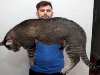 15 gigantycznych kotów, które szokują swoimi rozmiarami