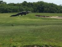 Ogromny aligator wtargnął na pole golfowe
