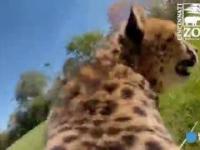 Gepard z GoPro