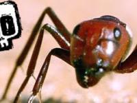 Pająk poluje na mrówkę