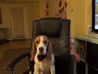 Try to stop this beagle madness: Piekło z nowym szczeniakiem
