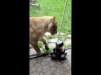 Lwica próbuje zjeść dziecko