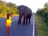 Dziewczynka i słonia