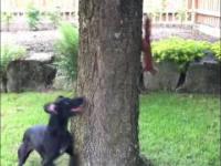 Pies vs Wiewiorka / Funny Dog vs. Squirrel