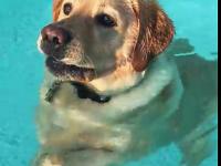 Pies, który pływa na chodząco w basenie