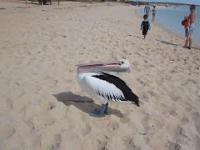 Ziewający pelikan