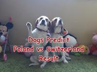 Psy przewidują wynik meczu Polska-Szwajcaria