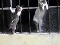 Kocia mama pomaga synkowi wejść przez okno