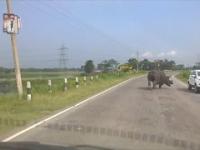Szalejący nosorożec po drogach w Indiach