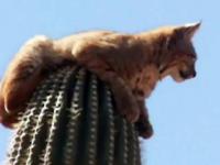 Ryś wypoczywający na bardzo wysokim kaktusie