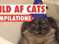 Funny Wild AF Cat Pet Video Compilation 2016