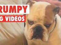 Funny Grumpy Dog Pet Video Compilation 2016