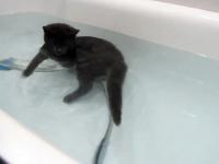 Kot który uwielbia pływać w wodzie
