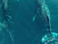 Wieloryby, Ocean nagrany Dronem Go Pro Hero 4 [HD]
