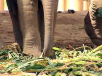 Słoniątko uczy się używać trąby
