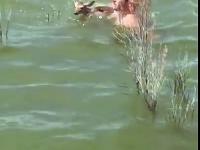 Mężczyzna wyławia jelonka próbującego pokonać jezioro