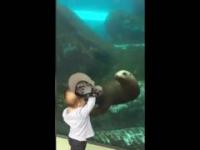 Lew morski bawi się z dzieckiem