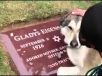 Pies płacze na grobie właściciela