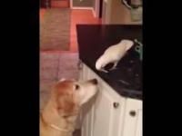 Parrot karmi swojego przyjaciela