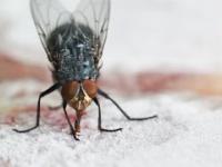 Mucha przymarza językiem do zamrożonego steka