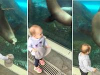 Lew morski bawi się z dzieckiem