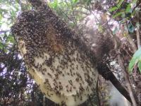 Zbieranie miodu od pszczoły olbrzymiej bez ochronnego stroju, Kambodża