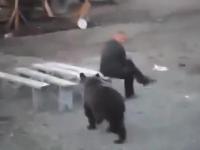 Rosjanin w ogóle się nie przejmuje niedźwiedziem zachowując zimną krew