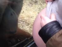 Reakcja orangutana na brzuch kobiety w ciąży