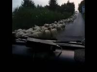 Owce blokują drogę Słowacja 14.09.2016