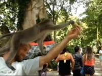 Feeding Crazy Monkeys