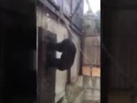 Szympans dobija się do drzwi