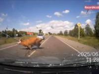Zwierzęta na drodze