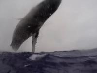 Skok wieloryba sfilmowany od A do Z