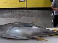 Jak pokroić tuńczyka