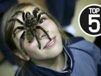 5 Najbardziej niebezpiecznych pająków na świecie