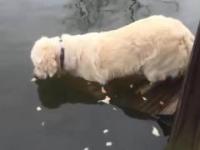 Pies na ryby