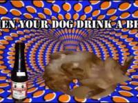 Kiedy twoj pies wypije piwo
