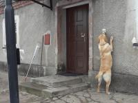 Pies, który sam  dzwoni dzwonkiem