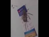 Masywny pająk upolował małą myszkę