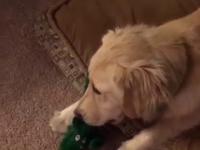 Reakcja psa na jego ulubioną zabawkę w dużo większej skali