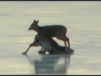 Helicopter Rescues Doe and Fawn on Thin Ice, Nova Scotia