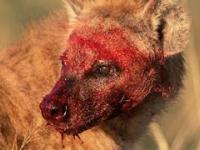 Brutalność hien