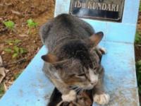 Kot spędził rok przy grobie swojego właściciela