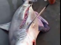 Wyciąganie z brzucha martwego rekina małych rekinków