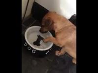 Pies próbuje zjeść namalowaną kość