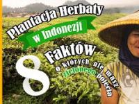 8 faktów o HERBACIE prosto z indonezyjskiej plantacji 