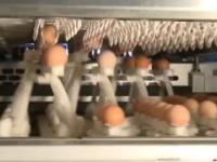 Inteligentna technologia - Linia do produkcji i pakowania jaj