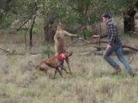 Walka z kangurem o uratowanie psa