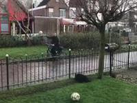Pies gra w piłkę z przechodniami